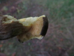 Xerocomellus pruinatus