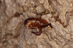 Eusphecia pimplaeformis