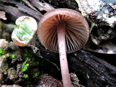 Mycena sanguinolenta