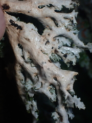 Pseudocyphellaria multifida