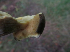 Xerocomellus pruinatus