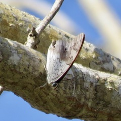 Prepona laertes octavia