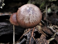 Mycena sanguinolenta