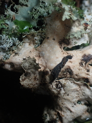 Pseudocyphellaria multifida