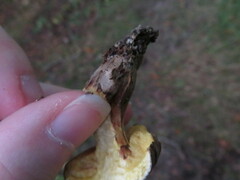 Xerocomellus pruinatus