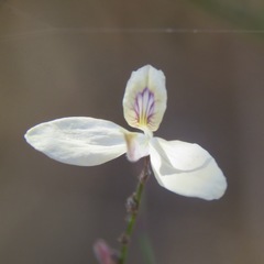 Carlowrightia arizonica