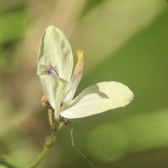 Carlowrightia arizonica