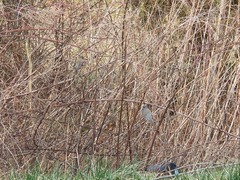 Junco hyemalis
