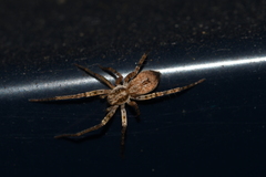 Anyphaena accentuata