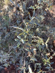 Berberis haematocarpa