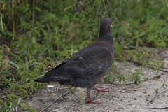 Patagioenas picazuro