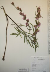 Liatris aspera