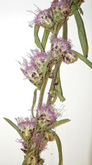 Liatris aspera