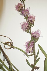 Liatris aspera