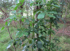 Pseudopanax lessonii