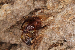 Eusphecia pimplaeformis