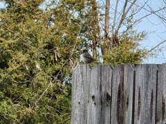 Junco hyemalis