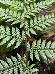 Dicksonia lanata