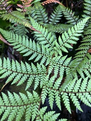 Dicksonia lanata