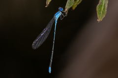Pseudagrion cingillum