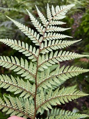 Dicksonia lanata