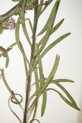 Liatris aspera