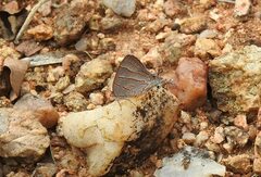 Hemiolaus caeculus