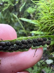 Notogrammitis angustifolia