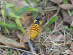 Vespa bicolor