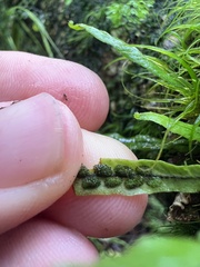 Notogrammitis angustifolia