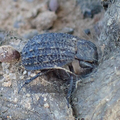Trogidae