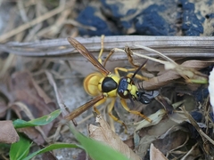 Vespa bicolor