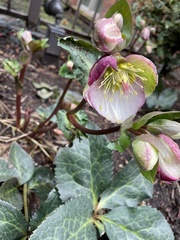 Helleboreae