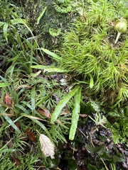 Notogrammitis angustifolia