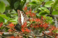 Charaxes brutus