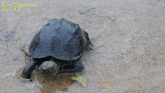 Mauremys reevesii
