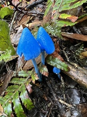 Entoloma hochstetteri