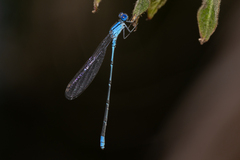 Pseudagrion cingillum