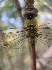 Coryphaeschna diapyra