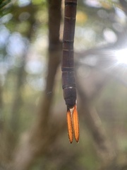 Coryphaeschna diapyra