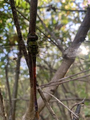 Coryphaeschna diapyra