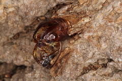 Eusphecia pimplaeformis