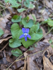 Violaceae