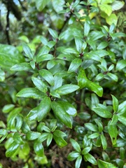 Gaultheria paniculata