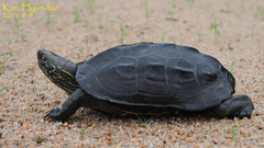 Mauremys reevesii