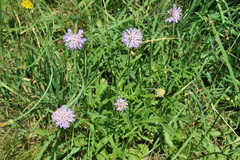Knautia