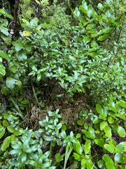 Gaultheria paniculata