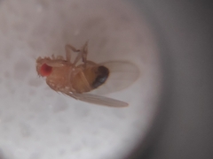 Drosophila melanogaster