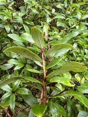 Gaultheria paniculata