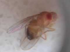 Drosophila melanogaster